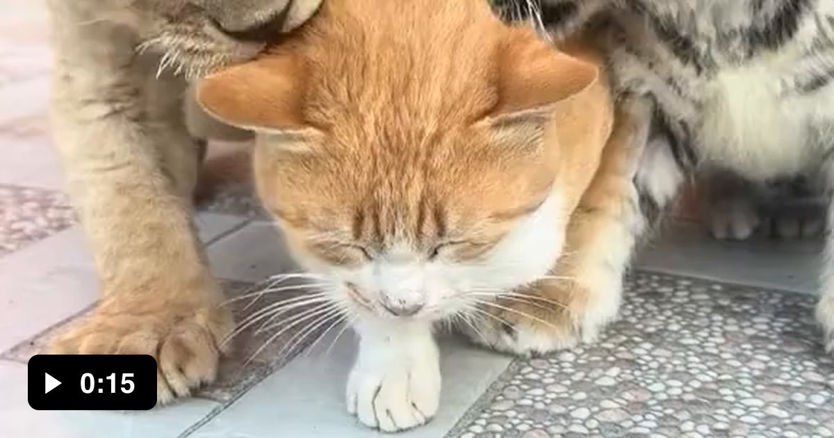 CAT & CAAT & CAAAT - 9GAG