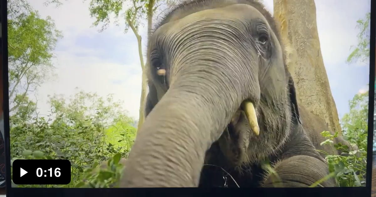 Elephante Ragu Ragu the orphan elephant gets yelled at for losing his bell - 9GAG