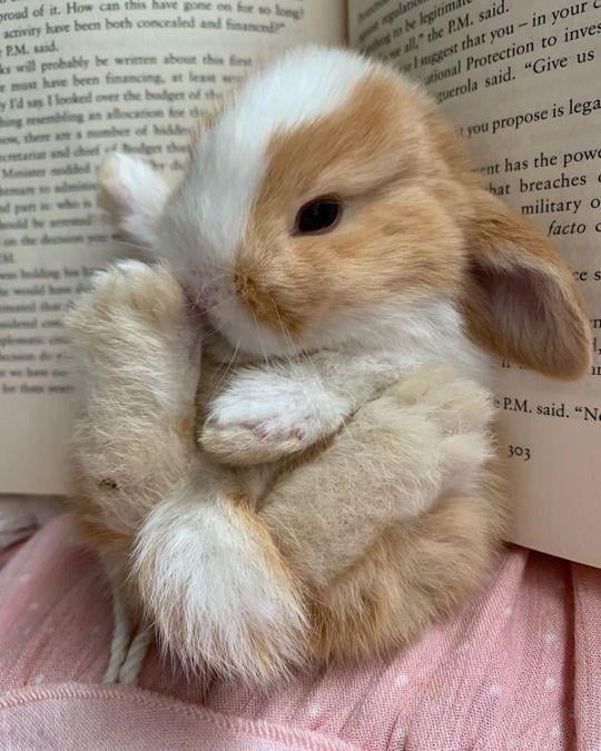 Why do bunnies have the cutest paws? 9GAG