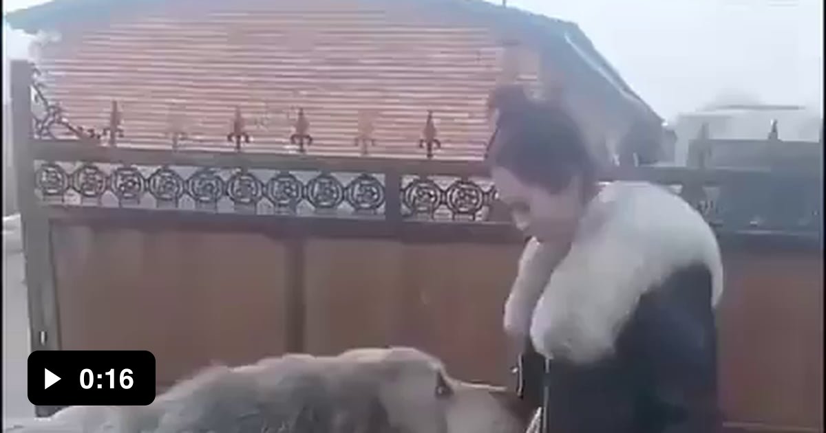 The Central Asian Shepherd Dog, also known as the Alabay, is a ...