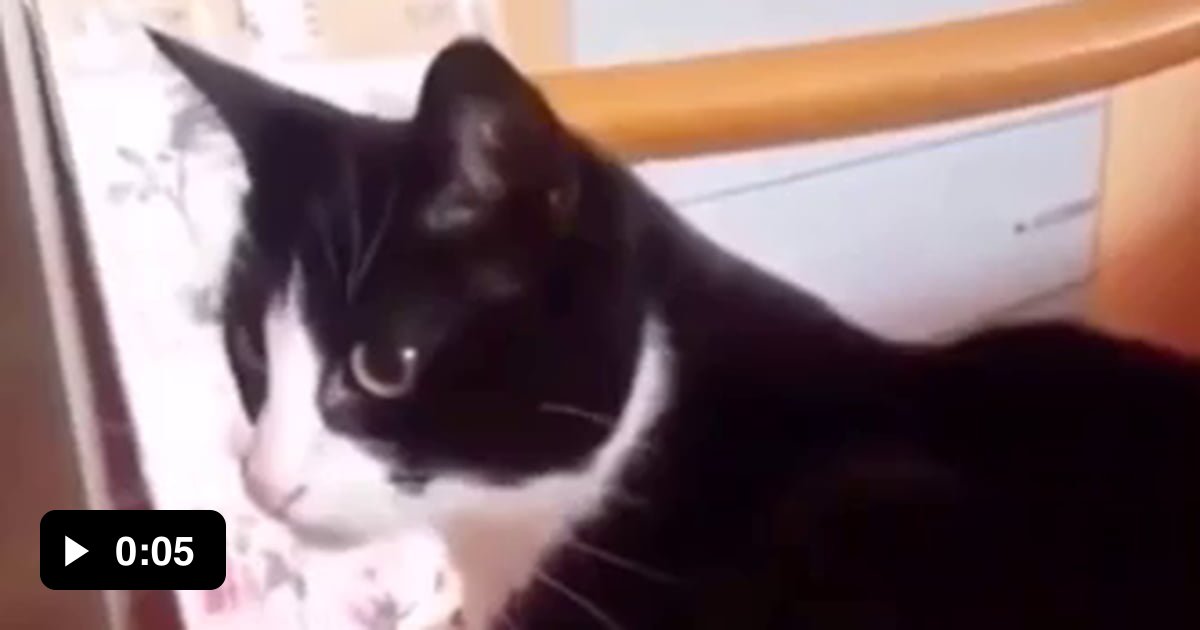 Cat slapping its self in the face with its tail - 9GAG