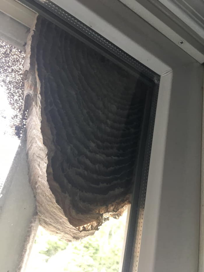 Please look at this wasp nest . . . - 9GAG