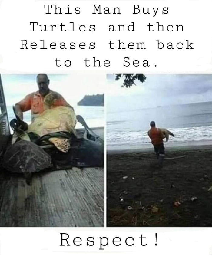 Turtles are friends not food - 9GAG