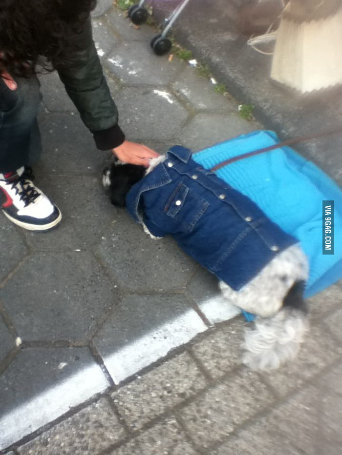 I saw a dog :-) - 9GAG