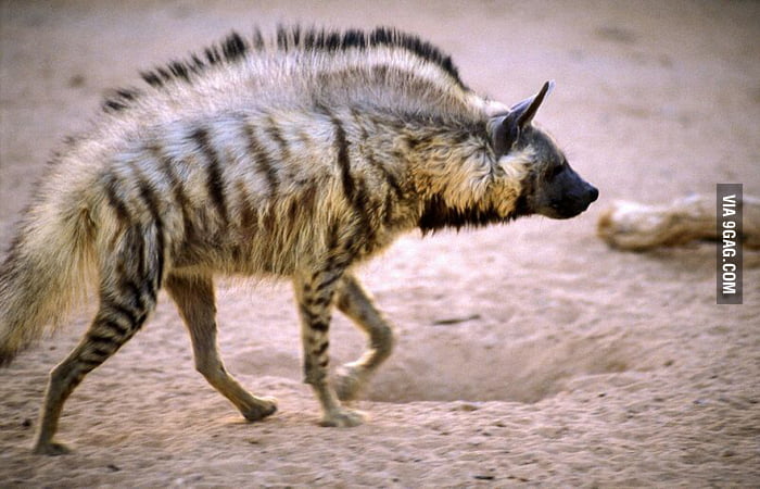 There it is the national animal of Lebanon (striped hyena) - 9GAG