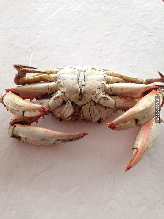 This Chesapeake Bay crab has 4 claws - 9GAG