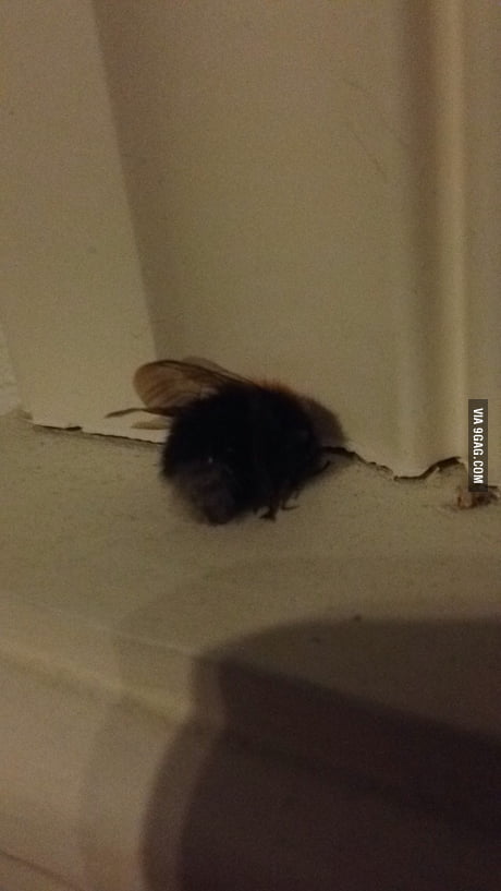 This Dead Bumblebee Have Bin In My Room For Two And A Half