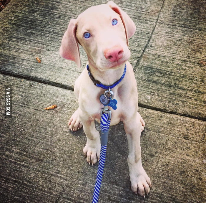 Meet Bruce, the blonde haired, blue eyed Doberman puppy 9GAG