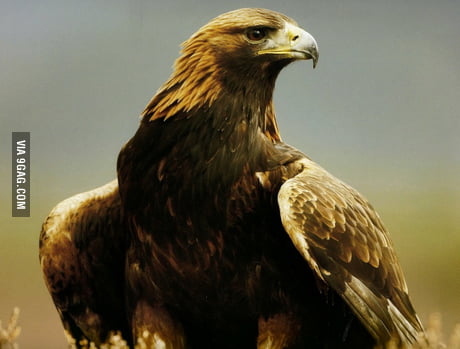 Mexicos National Animal Golden Eagle 9gag