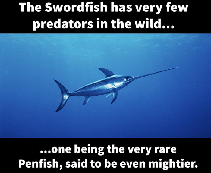 The elusive Penfish - 9GAG