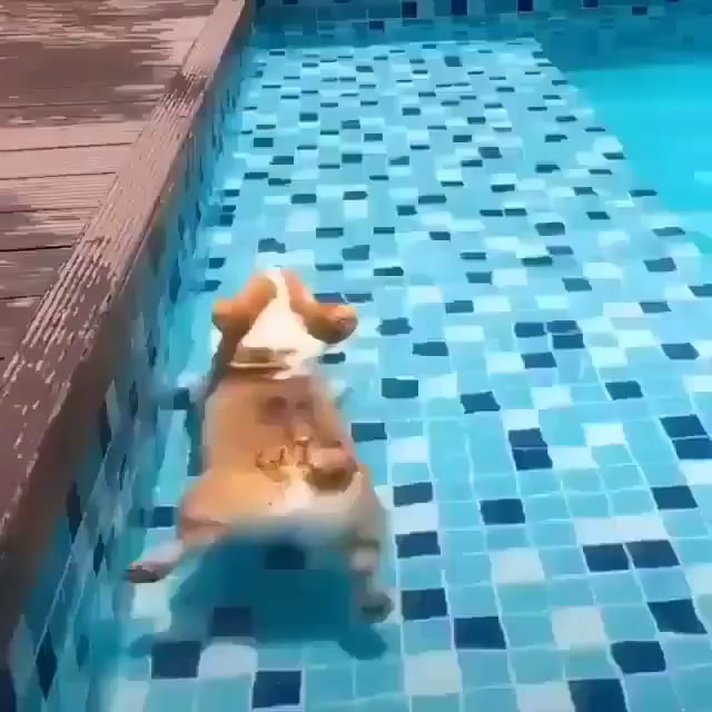 corgi float