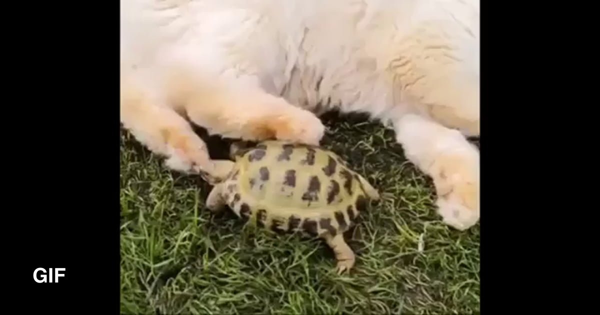 The hungry turtle - 9GAG