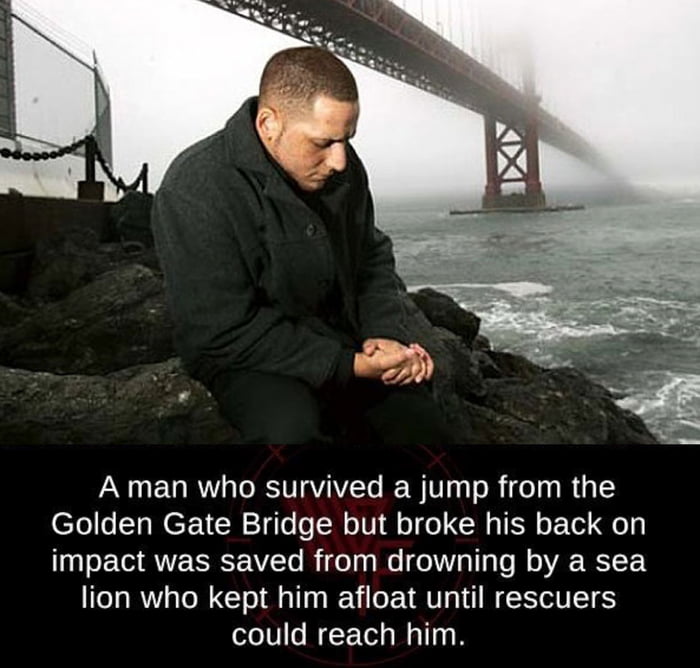 Sea Lion Saves Man Who Jumped Off Golden Gate Bridge - 9GAG