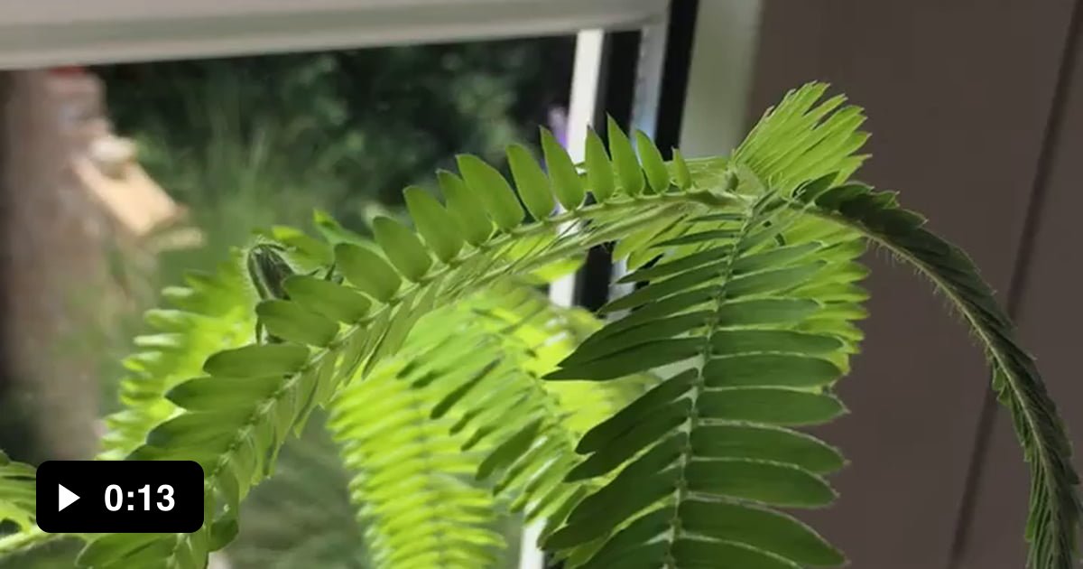 Mimosa folding its leaves 9GAG