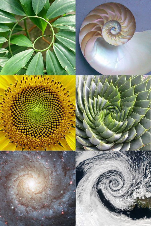 tessellation in nature fibonacci sequence