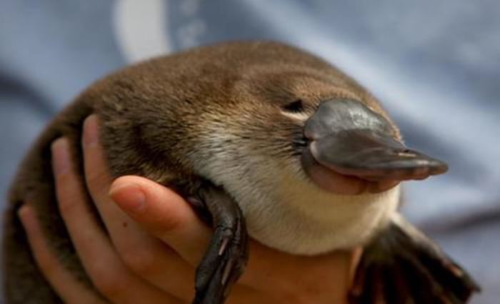 cute platypuses