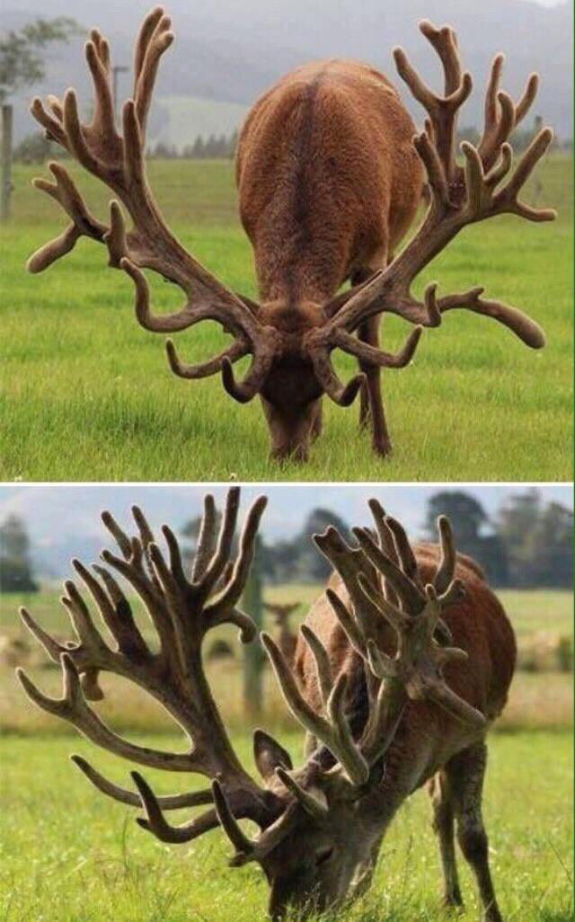 encountered-in-the-ancient-forest-his-horns-grow-larger-in