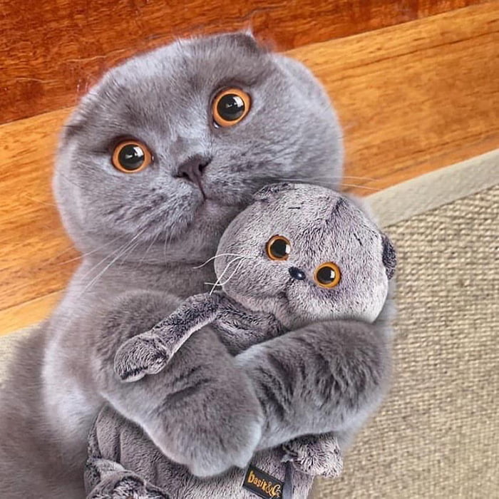 british shorthair plush toy