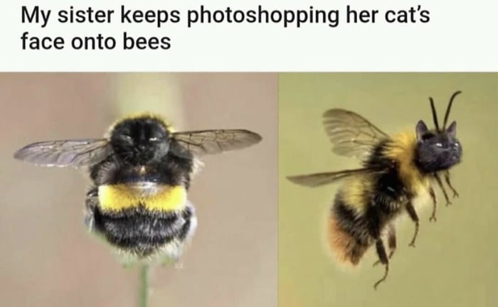 Bee Cat! - 9GAG