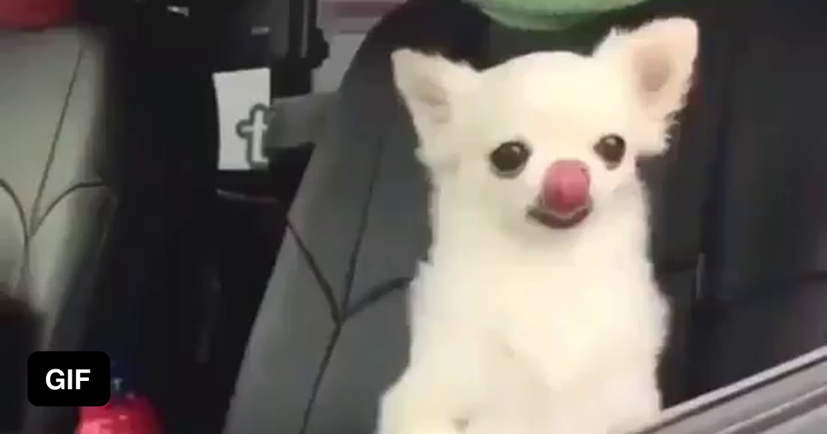 Dog suddenly jumping up 9GAG