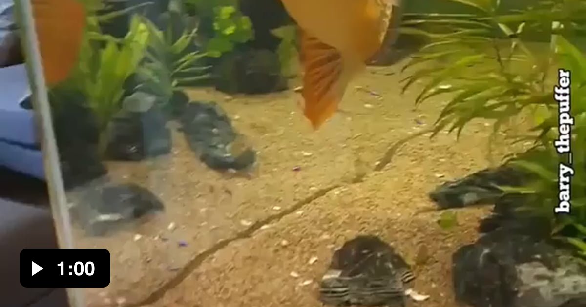 The crunch is so loud.. 9GAG