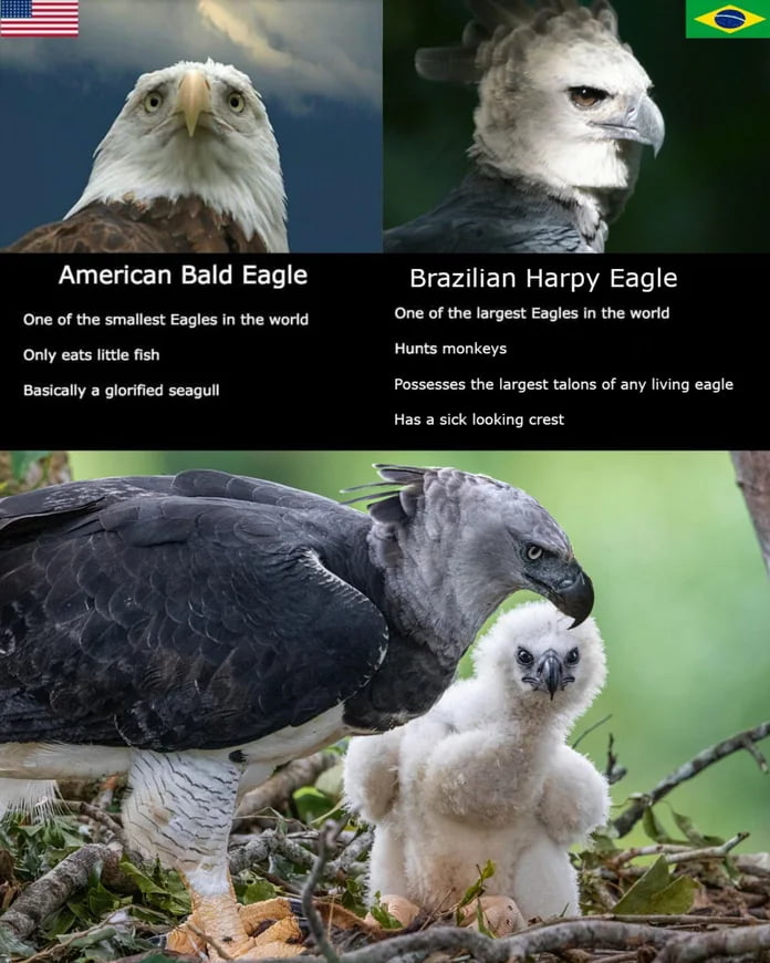 Brazil Numero Uno Best Eagle In The World 9gag