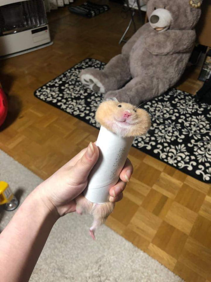 Hamster stuck inside a paper roll 9GAG