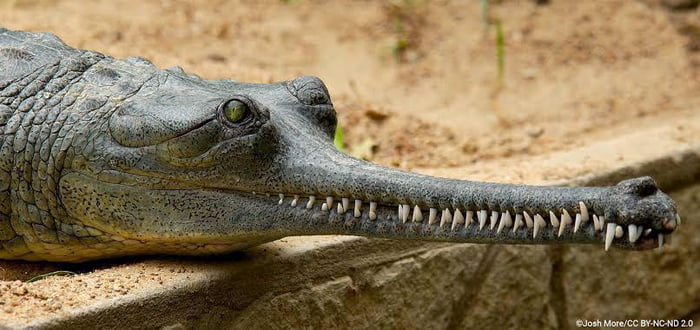 Probably The Stupidest Looking Mf In The World The Gharial Crocodile