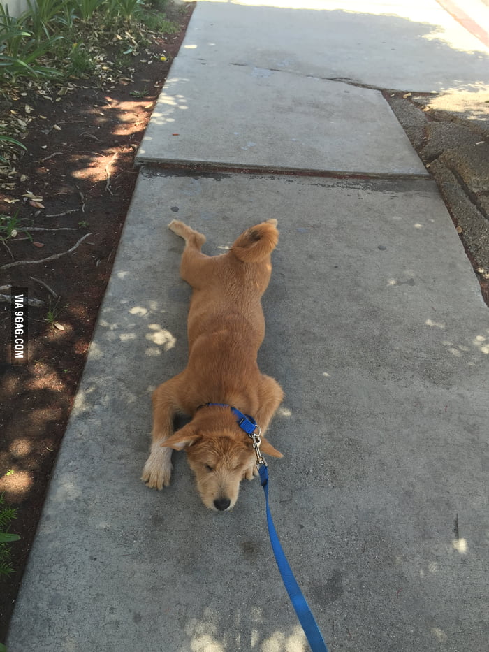 The leash suddenly pulled tight... 9GAG