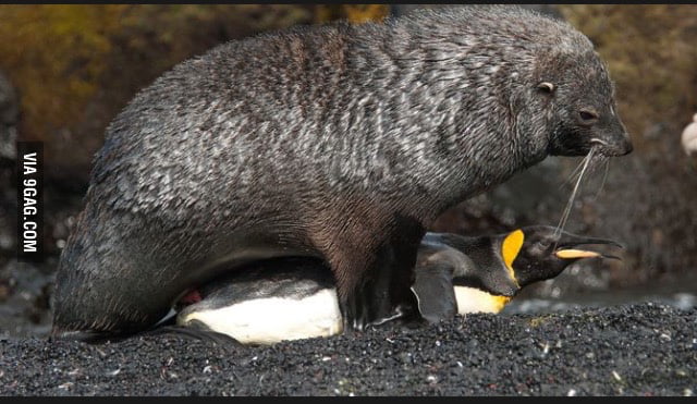 Yes this sea lion is raping a penguin. - 9GAG