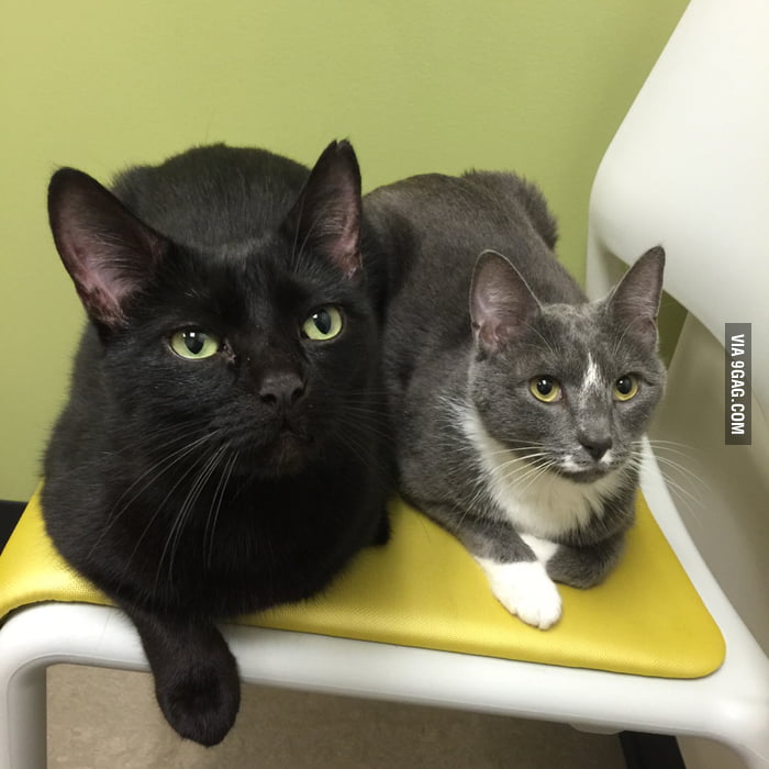 They were so good at the vet today - 9GAG