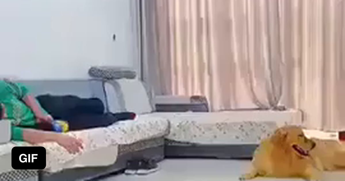 Jealous dog throws little bro dog in the trash 9GAG