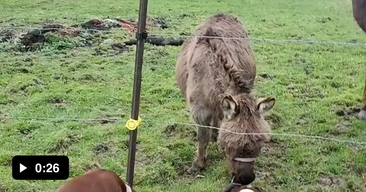 Dog got too close to electric fence. Donkey laughed 9GAG