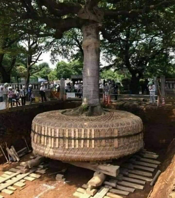 In Japan If A Tree Is In The Way Of Construction They Bind The Roots