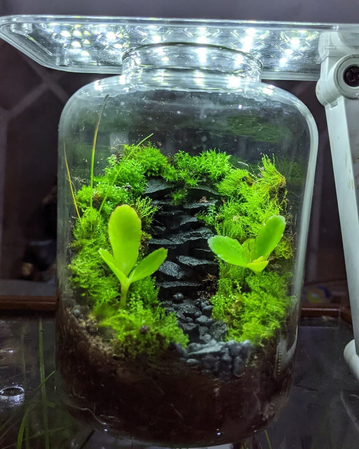 Heyo, its that terrarium guy again here. This is a new build, inspired ...