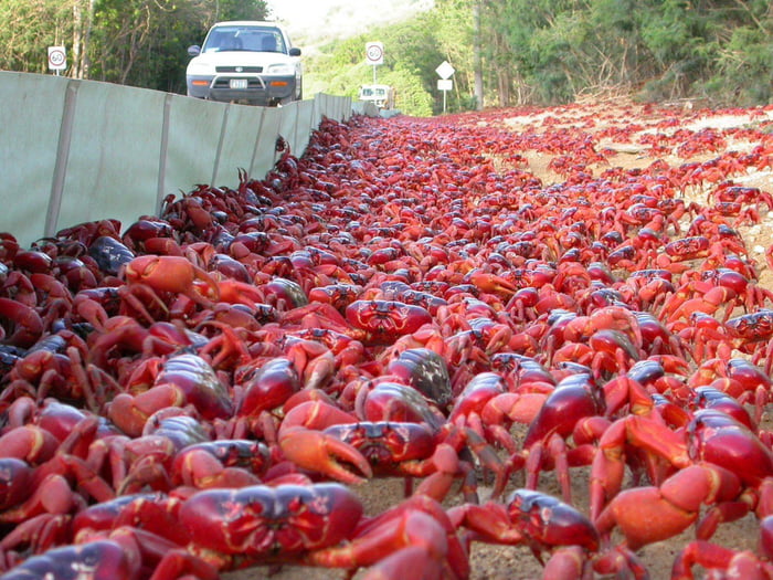 On Christmas Island millions of crabs migrate from October to December ...