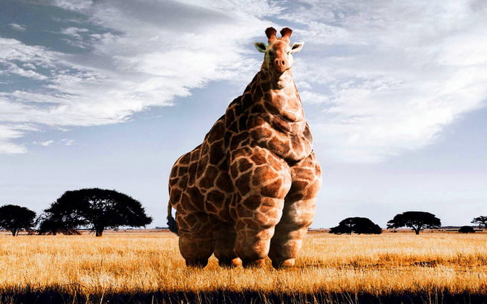 obese giraffe real