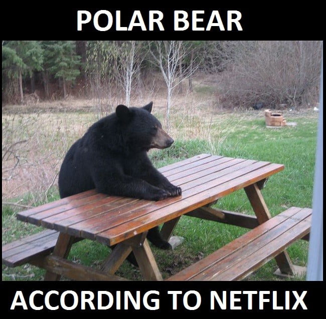 Polar Bear 9gag