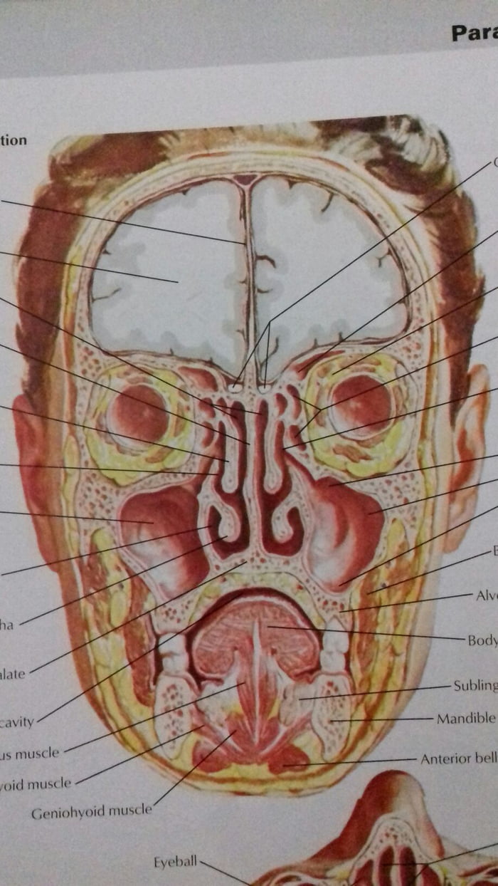 The coronal section of human face looks pretty cool - 9GAG
