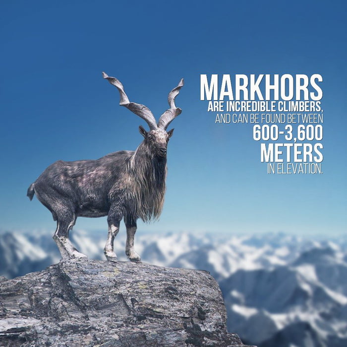 The Majestic Markhor #National-Animal-Of-Pakistan - 9GAG