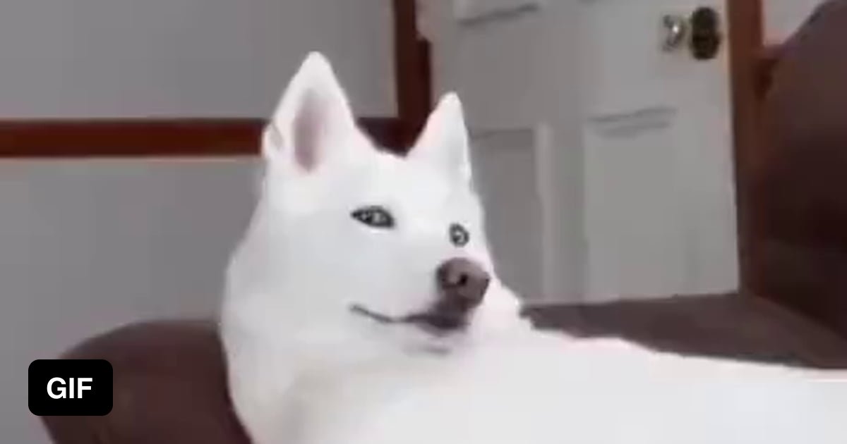 My reaction when i see someone used their real life picture in their ...