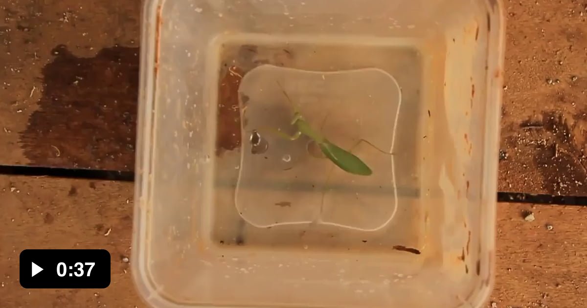 Parasites being removed from zombie praying mantis 9GAG