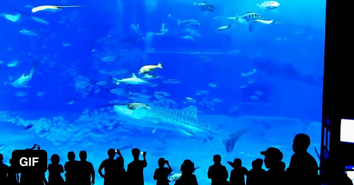 Camera flash causes tuna to crash into aquarium glass 9GAG