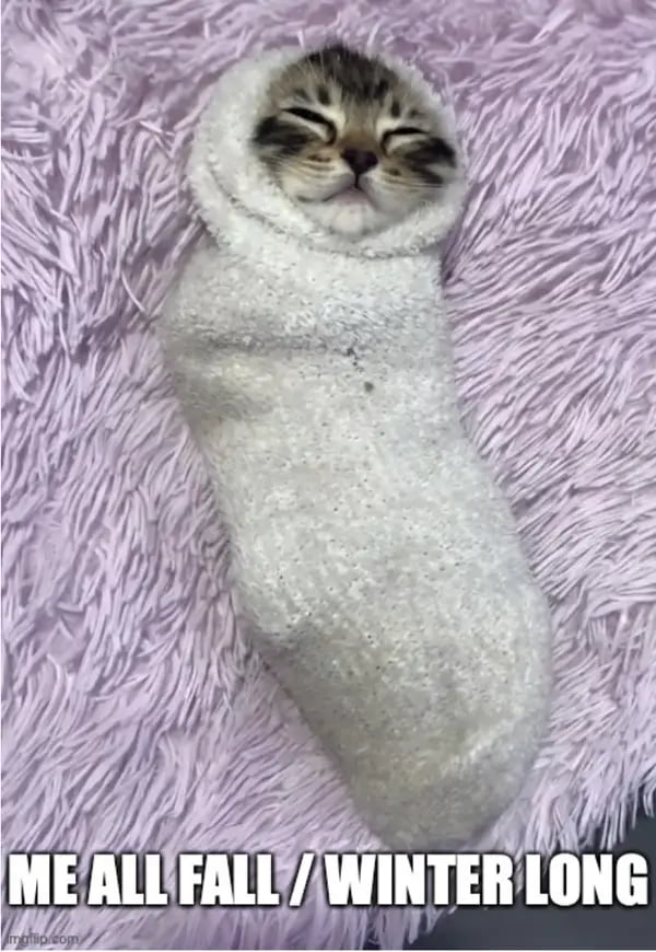 Cat cacoon 9GAG