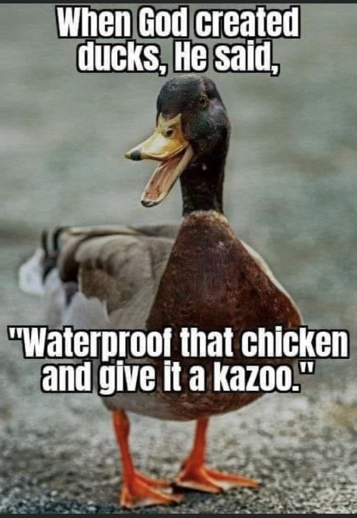 Quack! - 9GAG