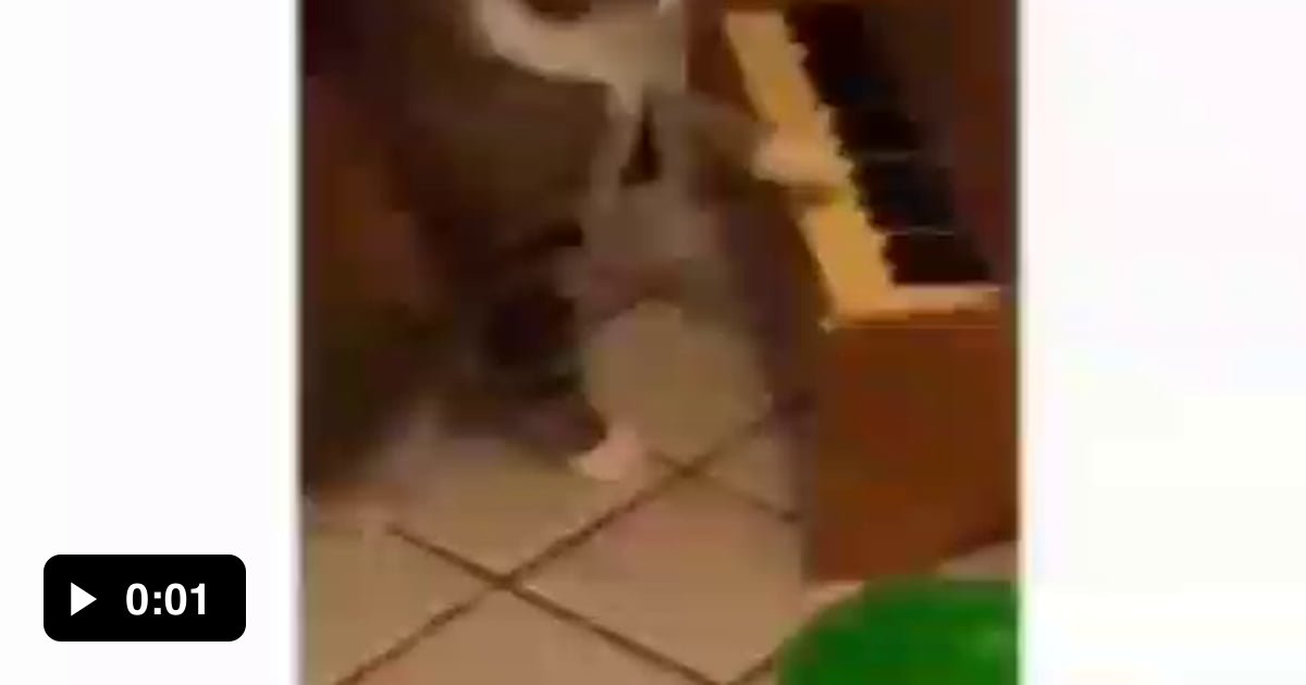 Sunday cat honky tonk dat - 9GAG