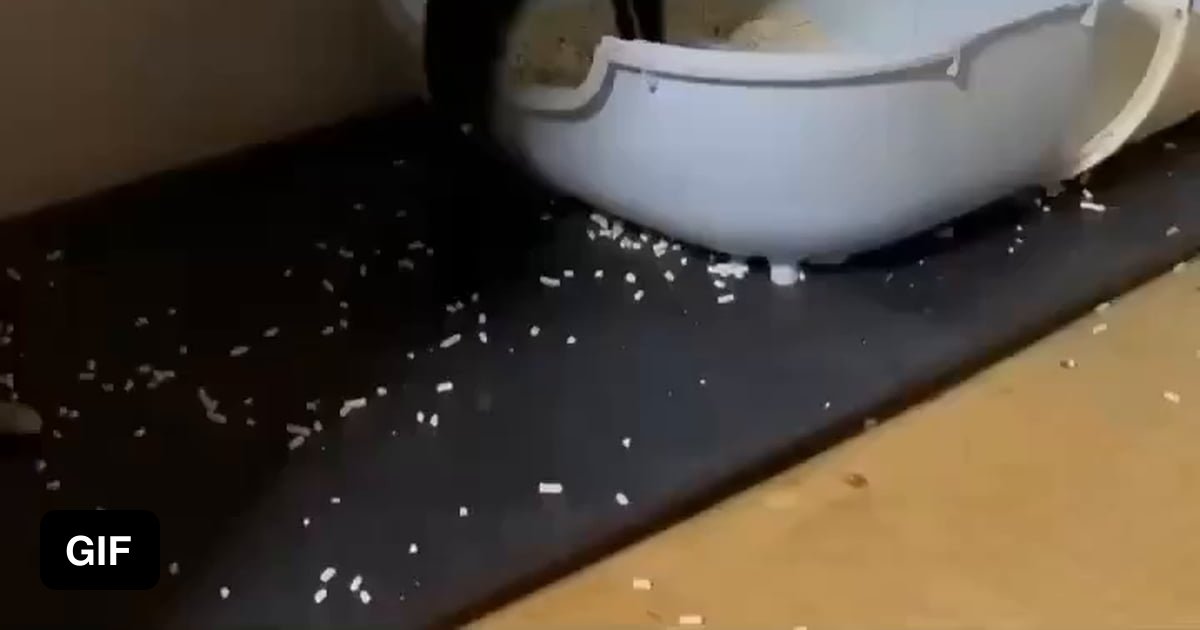 Has anyone ever seen a cat pee standing up? 9GAG