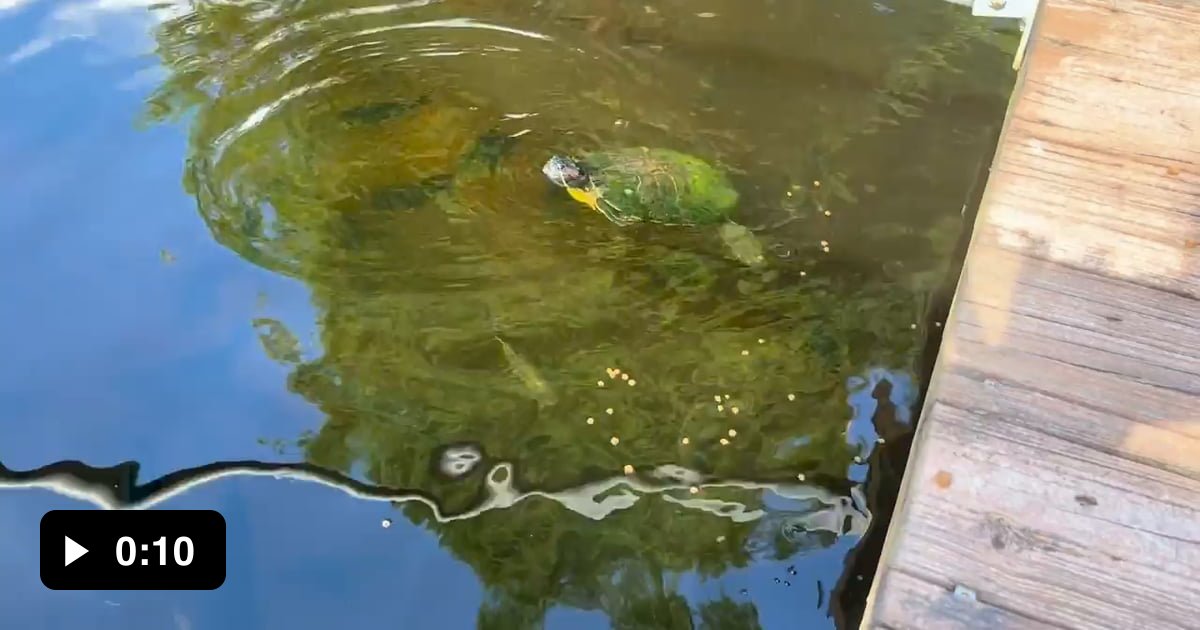 Turtle fails repeatedly to eat the food - 9GAG