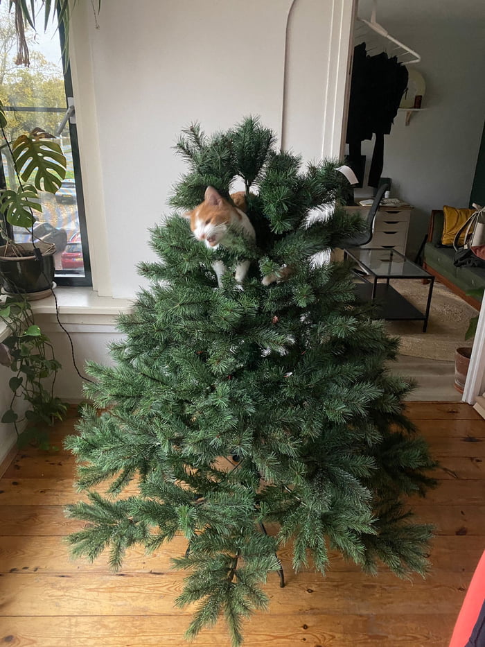 Bought a taller christmas tree for the first time ever. I think I’ve