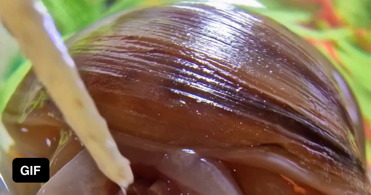 Snail eating spaghetti 9GAG